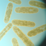 Clostridium - jak skutecznie bronić drobiu przed infekcją